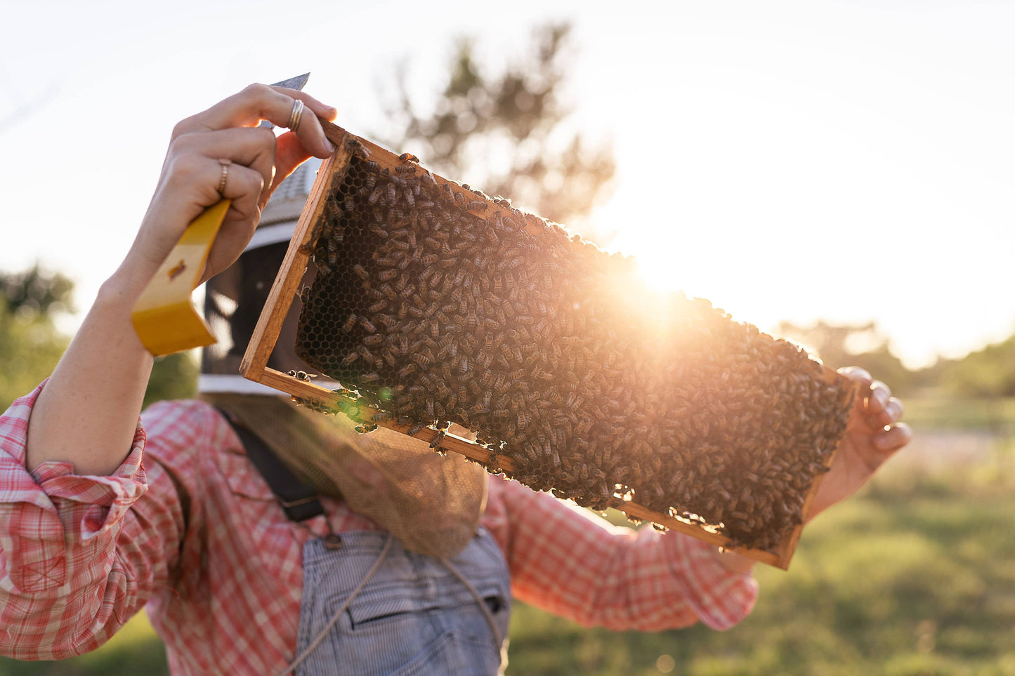 Raw Honey, 7 oz: Spring Harvest